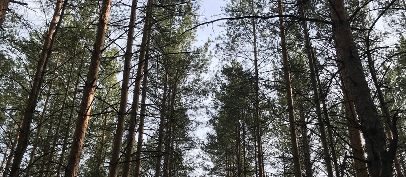 Всех отправят в лес: Стало известно, как проведут выходные жители Тольятти