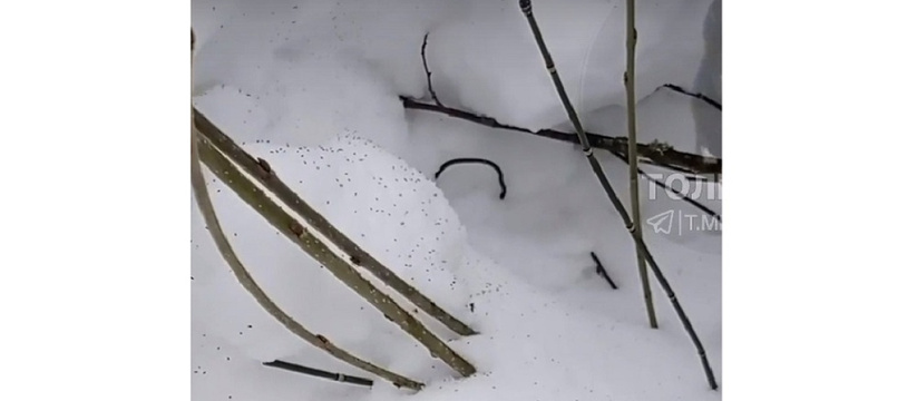 Жительница Тольятти встретилась со снежными монстрами