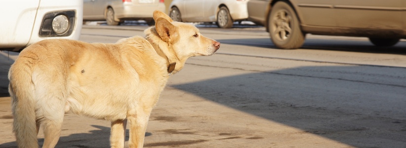 В Самарской области хозяйку собаки, напавшей на ребенка, оштрафовали на 20 тысяч рублей