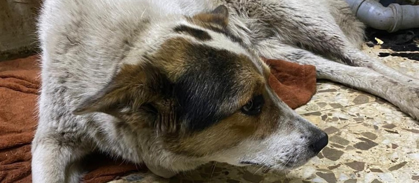 Оставили умирать на дороге: В Самарской области спасли сбитого пса