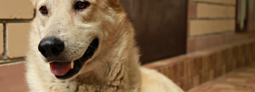В Тольятти 84% отловленных собак отправили на эвтаназию