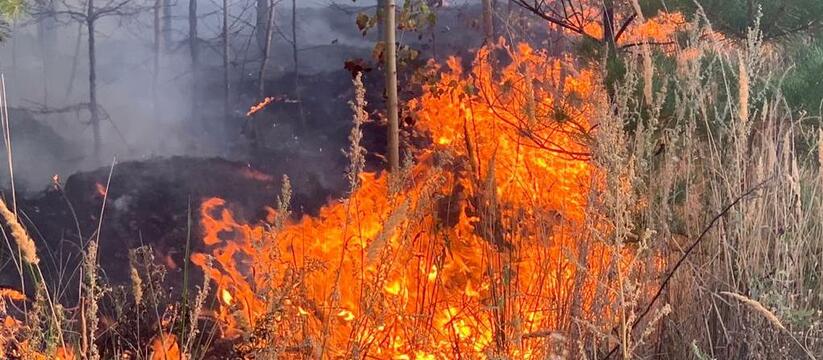Все еще может сгореть: В Самарской области объявили оранжевый уровень опасности В Самарской области объявили оранжевый уровень ...