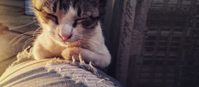 Удалять когти у кота или отказаться от нового дивана: тольяттинцам рассказали, почему не стоит впадать в крайности