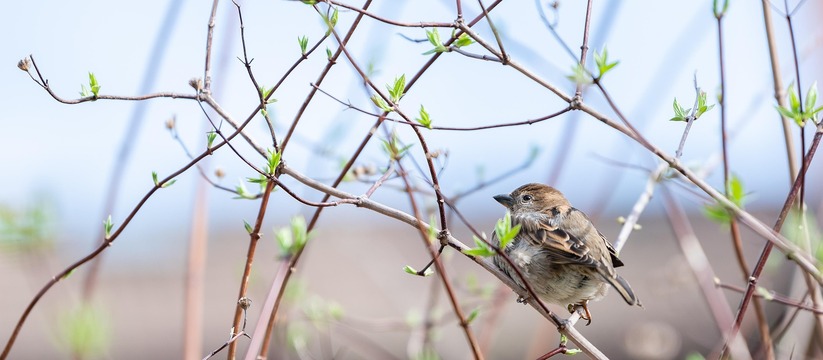В Самарской области с понедельника, 21 апреля, ...