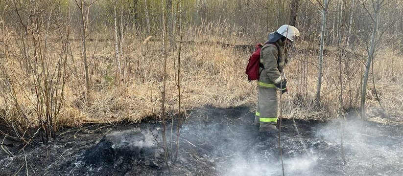 "Явный поджог": Стали известны подробности и причины пожара в лесу Тольятти