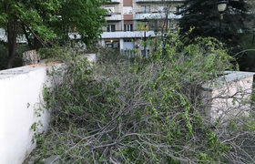 Начался пугающий древопад. В Самарской области ...