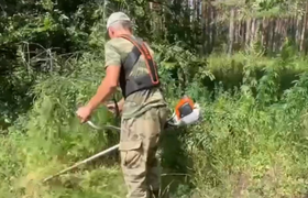 Более 200 квадратных метров конопли: Чем на это...