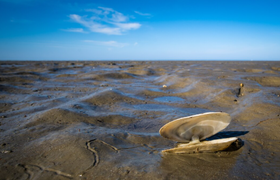 Туристы в Хургаде засняли обнаженное дно Красно...