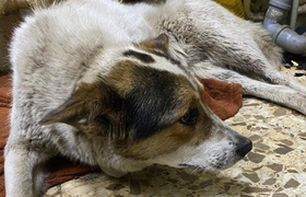 Оставили умирать на дороге: В Самарской области спасли сбитого пса