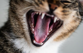 Учёные установили, как человек смог повлиять на...