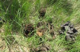 Не могли найти 10 лет: В Самарской области обнаружены останки жертвы "чёрных риэлторов"