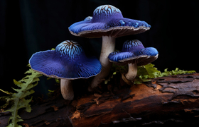 Чёрный гриб Cladosporium использует радиацию дл...